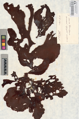 LE A0002084