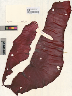 LE A0002086