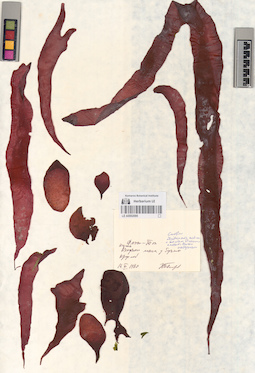 LE A0002095
