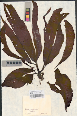 LE A0002098