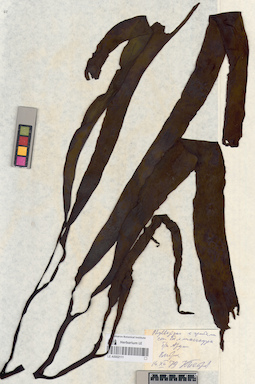 LE A0002111