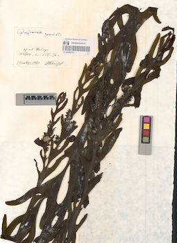 LE A0002116