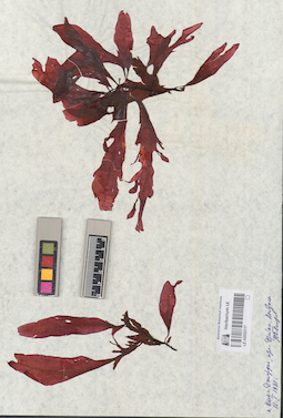 LE A0002117