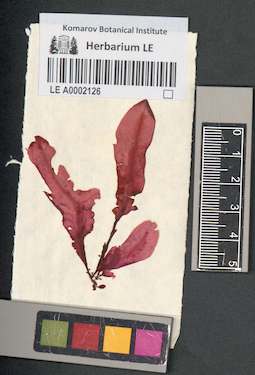 LE A0002126