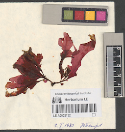 LE A0002132