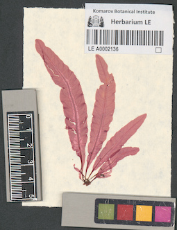 LE A0002136