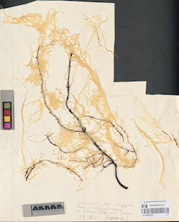 LE A0002155