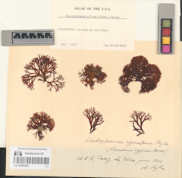 LE A0002385