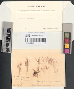 LE A0002393