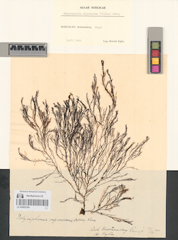 LE A0002394