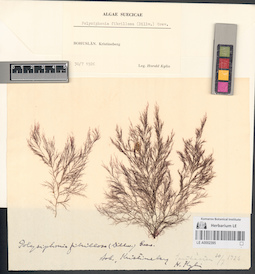 LE A0002395
