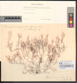 LE A0002396