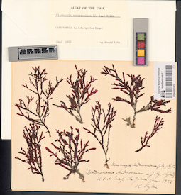 LE A0002403