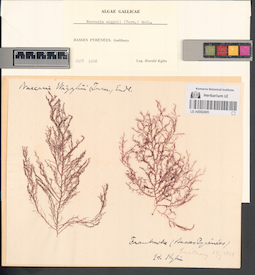LE A0002405