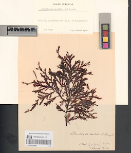 LE A0002406