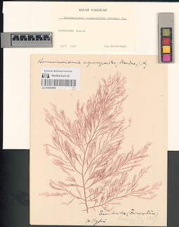 LE A0002408