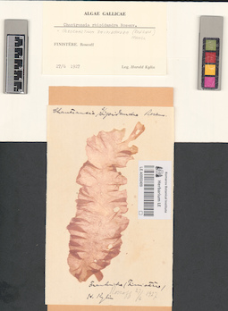 LE A0002409