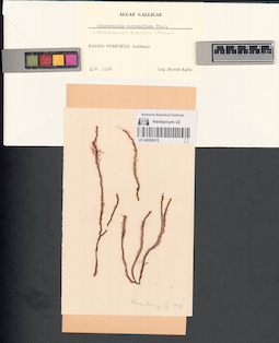 LE A0002412