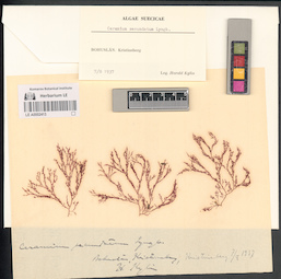 LE A0002413