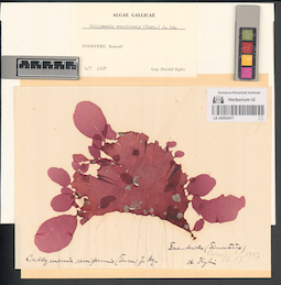 LE A0002417
