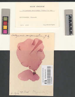 LE A0002418
