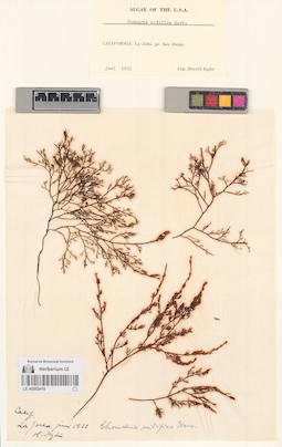 LE A0002419