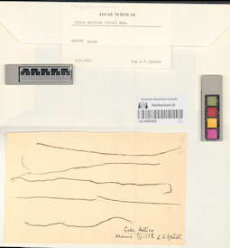 LE A0002420