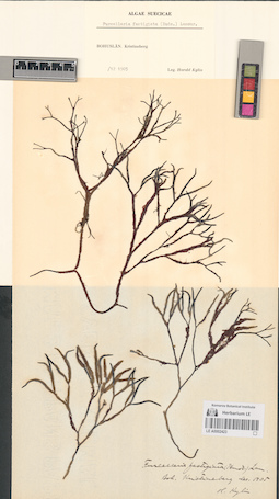 LE A0002423
