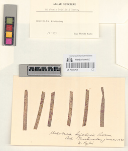 LE A0002425