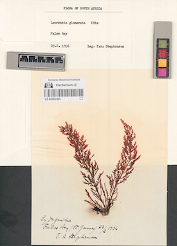 LE A0002426