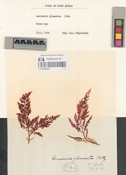 LE A0002427