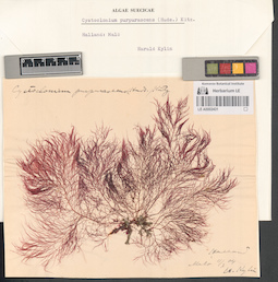 LE A0002431