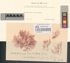 LE A0002433
