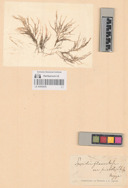 LE A0002435