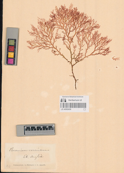 LE A0002436