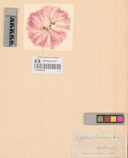 LE A0002438