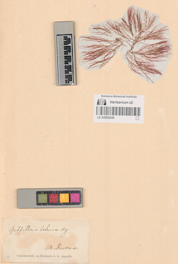 LE A0002439