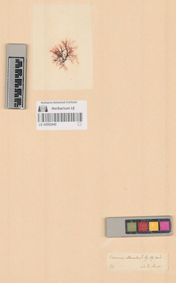 LE A0002440