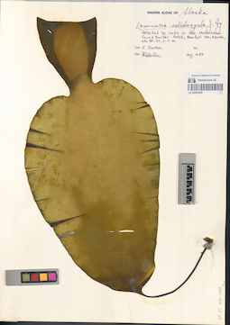 LE A0002445
