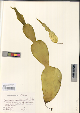 LE A0002446