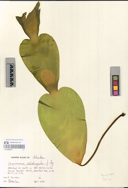 LE A0002447