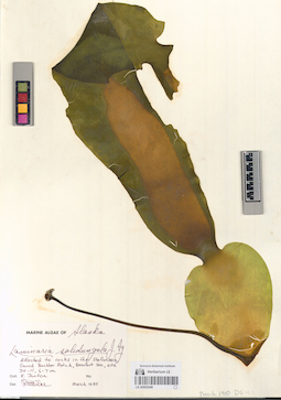 LE A0002449