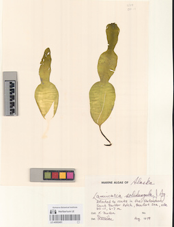 LE A0002451