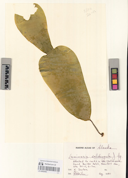 LE A0002452