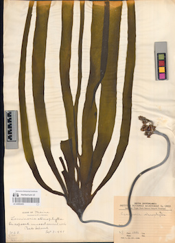 LE A0002453