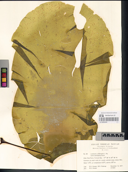 LE A0002454