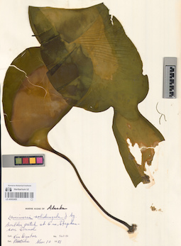 LE A0002455