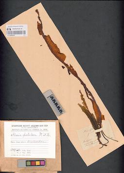 LE A0002536