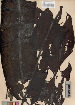 LE A0002540