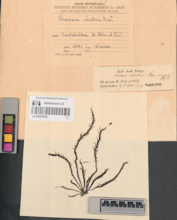 LE A0002555